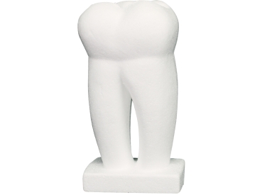 Styrofoam tooth St
